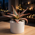 Christmas Carol Aloe (Bare Rooted)