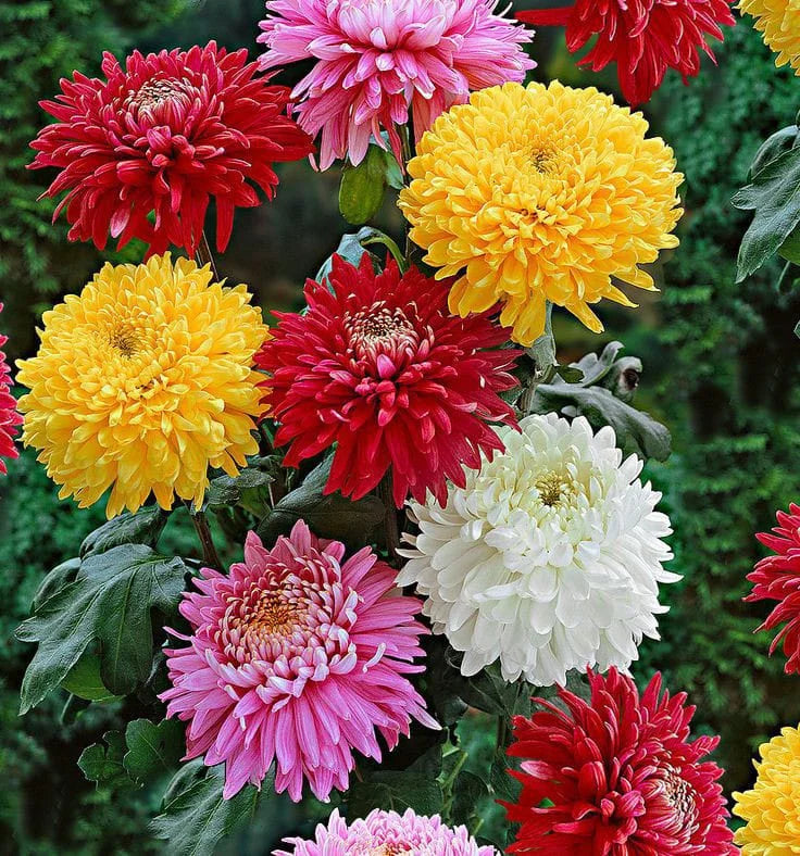 Chrysanthemum (Hybrid Seeds)