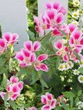 Clarkia (Hybrid Seeds)
