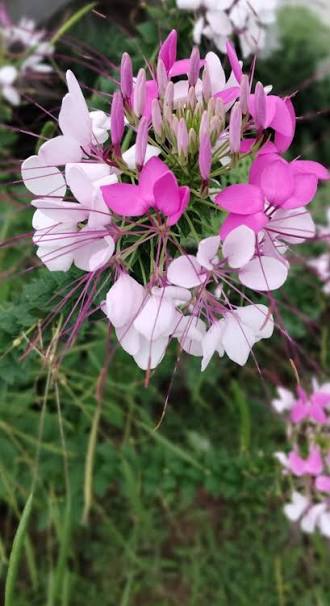 Cleome Spinosa (Hybrid Seeds)