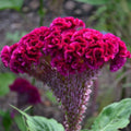 Cockcomb (Hybrid Seeds)