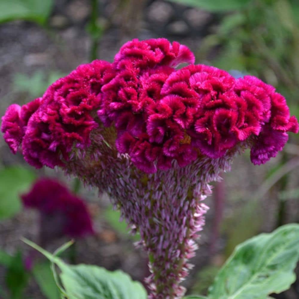 Cockcomb (Hybrid Seeds)