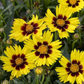 Coreopsis (Hybrid Seeds)