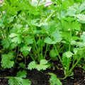Coriander (Hybrid Seeds)