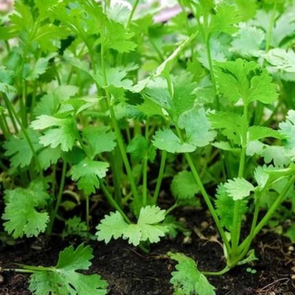 Coriander (Hybrid Seeds)