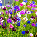 Corn Flower (Hybrid Seeds)