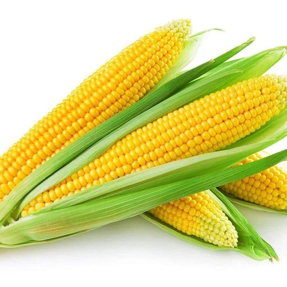 Corn (Hybrid Seeds)