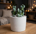 Corpuscularia Lehmannii (Bare Rooted)