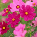 Cosmos Flowering (Hybrid Seeds)