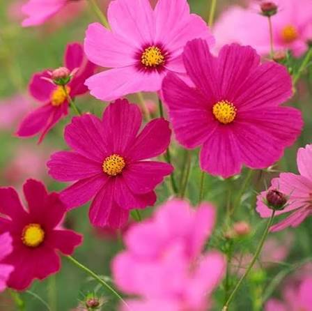 Cosmos Flowering (Hybrid Seeds)