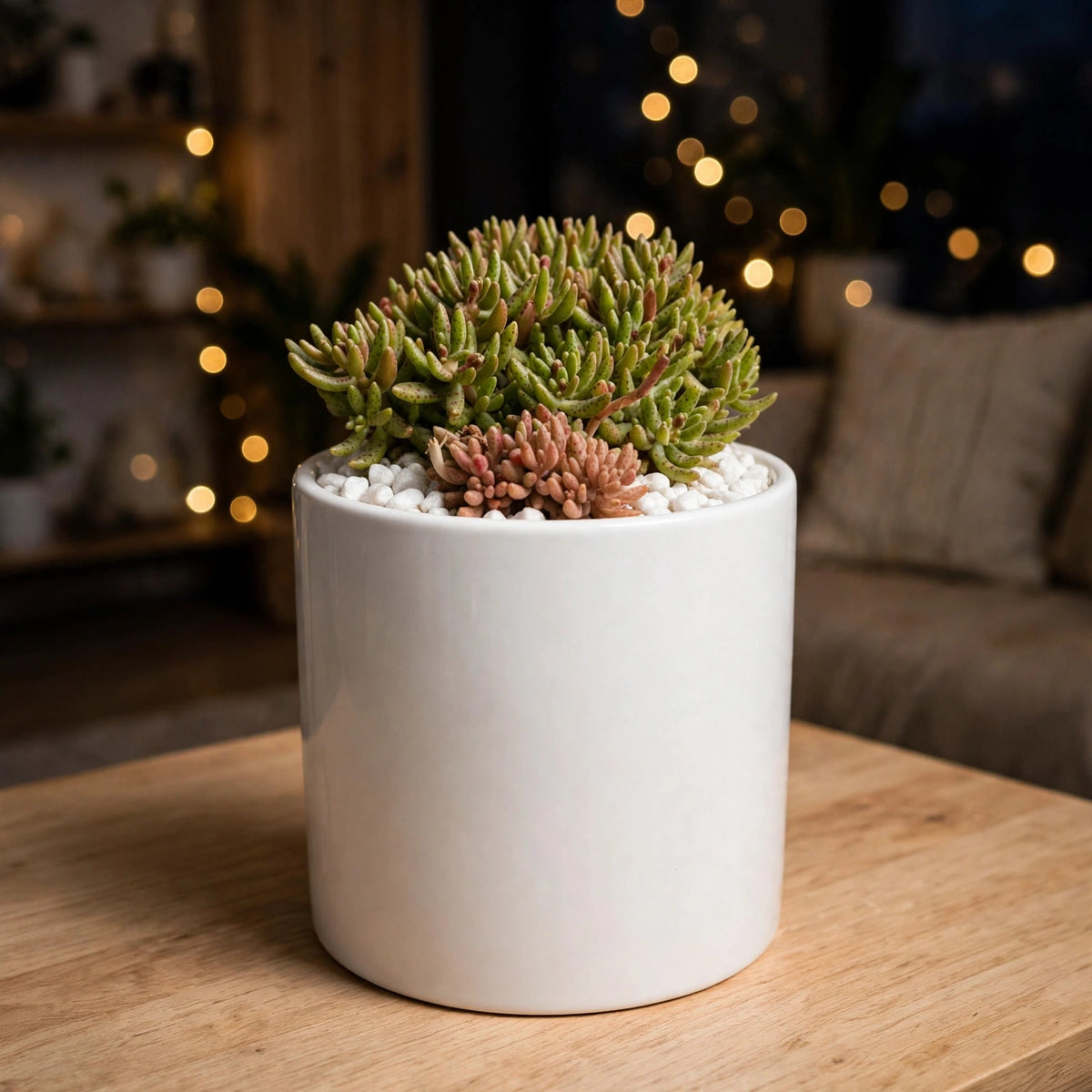 Crassula Humbert (Bare Rooted)