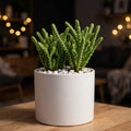 Crassula Muscosa (Bare Rooted)