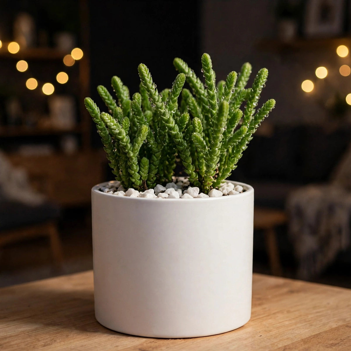 Crassula Muscosa (Bare Rooted)