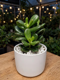 Crassula Ovata Round (Bare Rooted)