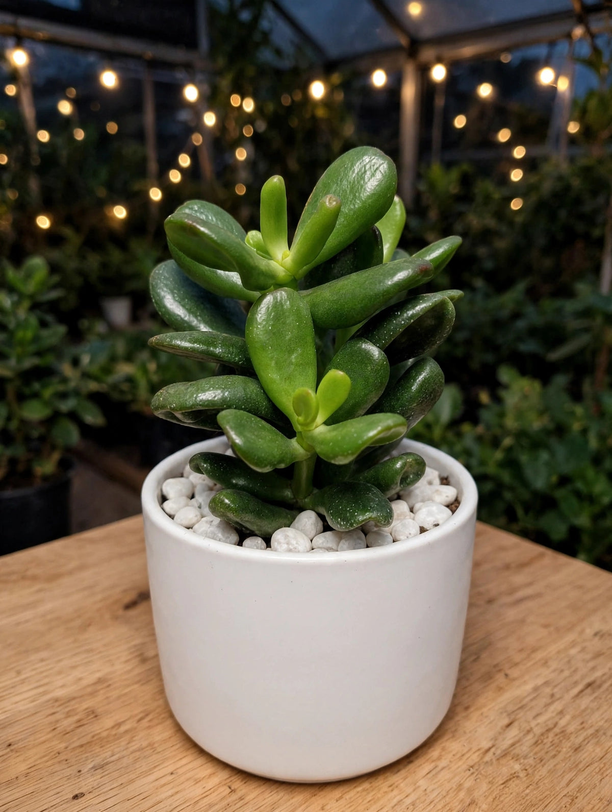 Crassula Ovata Round (Bare Rooted)