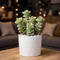 Crassula Perforata (Bare Rooted)