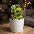 Crassula Sarmentosa (Bare Rooted)