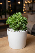 Crassulla Ruffells Jade (Bare Rooted)