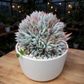 Crested Echeveria Peacockii - Blue Bird (Bare Rooted)