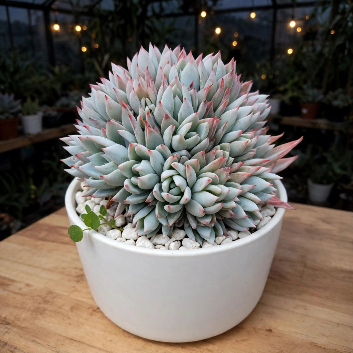 Crested Echeveria Peacockii - Blue Bird (Bare Rooted)
