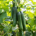 Cucumber (Hybrid Seeds)
