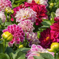 Dahlia Flowering (Hybrid Seeds)