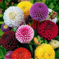 Dahlia Top Star (Hybrid Seeds)