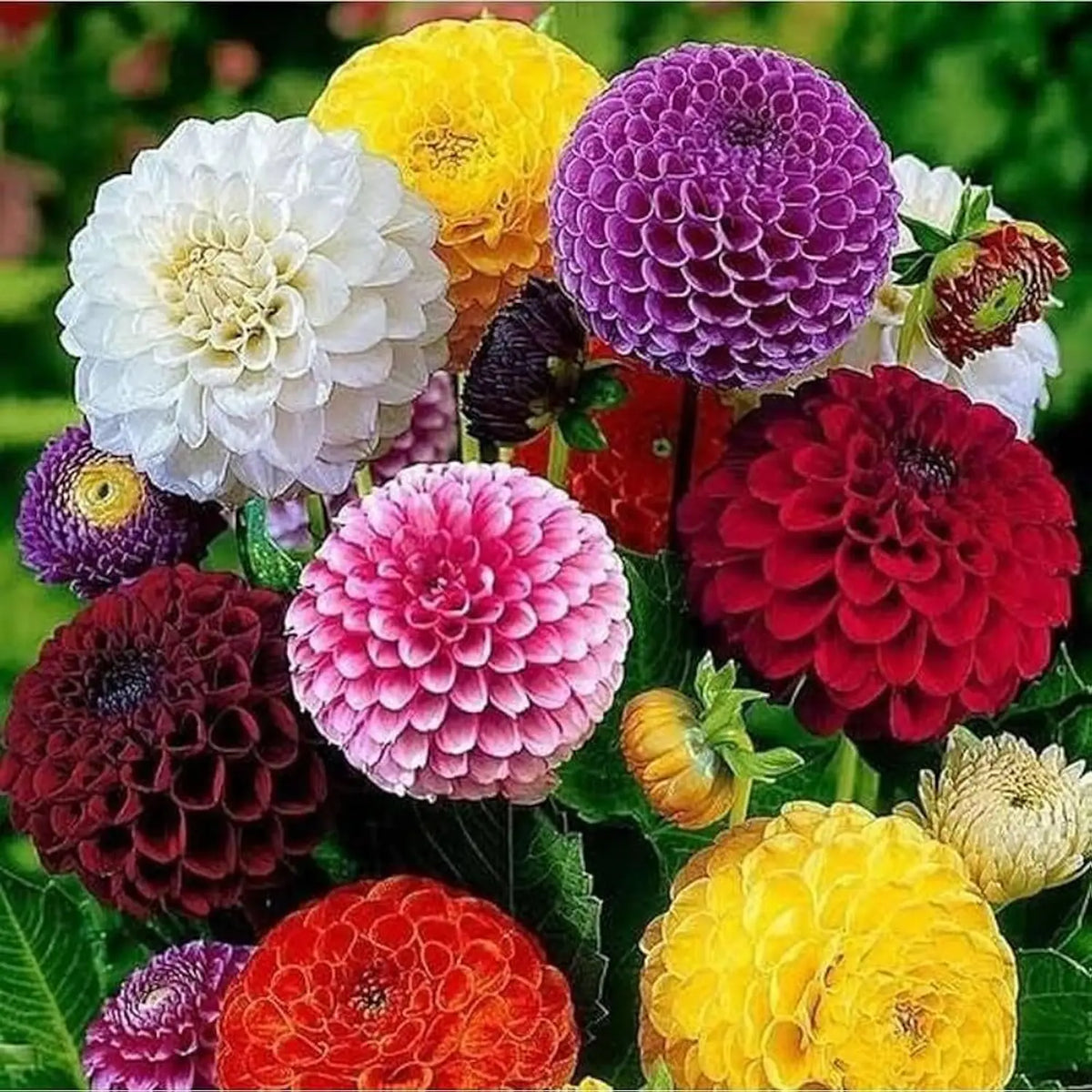 Dahlia Top Star (Hybrid Seeds)