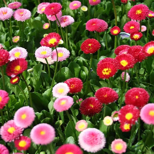 Daisy Flower (Hybrid Seeds)