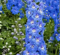 Delphinium (Hybrid Seeds)