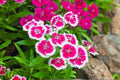 Dianthus Baby Doll (Hybrid Seeds)