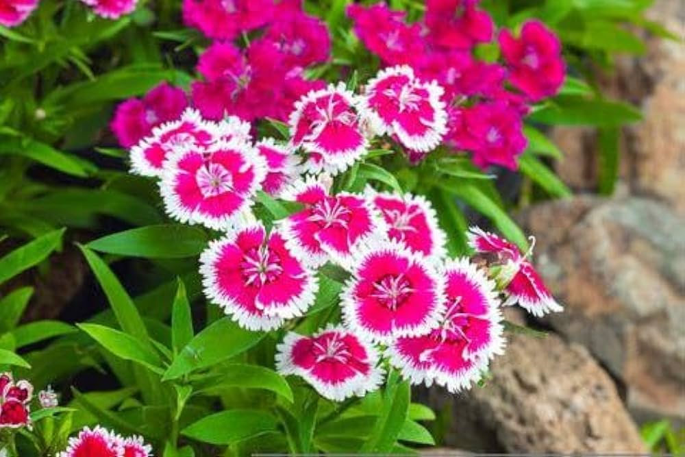 Dianthus Baby Doll (Hybrid Seeds)