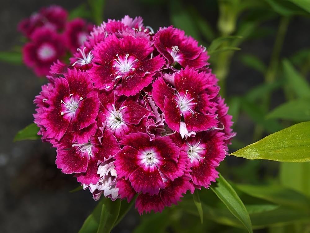 Dianthus (Hybrid Seeds)