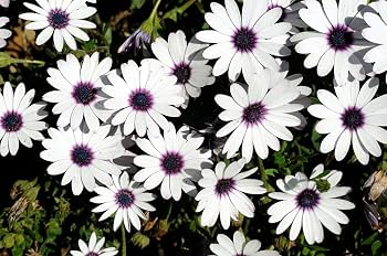 Dimorphotheca (Hybrid Seeds)