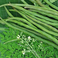 Drumstick (Hybrid Seeds)