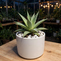 Dyckia Brevifolia (Bare Rooted)