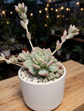 ECHEVERIA GRAPTO (Bare Rooted)