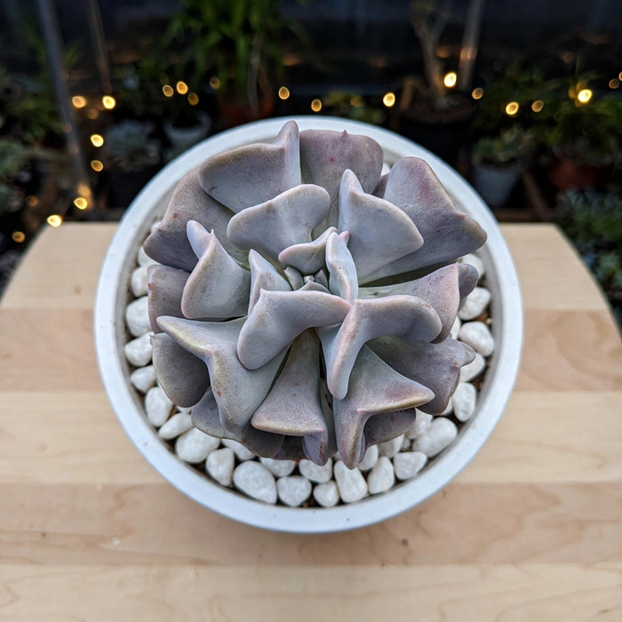 ECHIEVERIA CUBIC FROST (Bare Rooted)