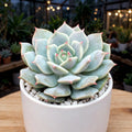 Echeveria Captain Hay (Bare Rooted)