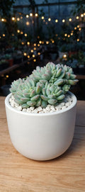 Echeveria Cute Beans (Bare Rooted)