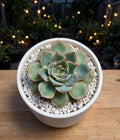 Echeveria Esther (Bare Rooted)
