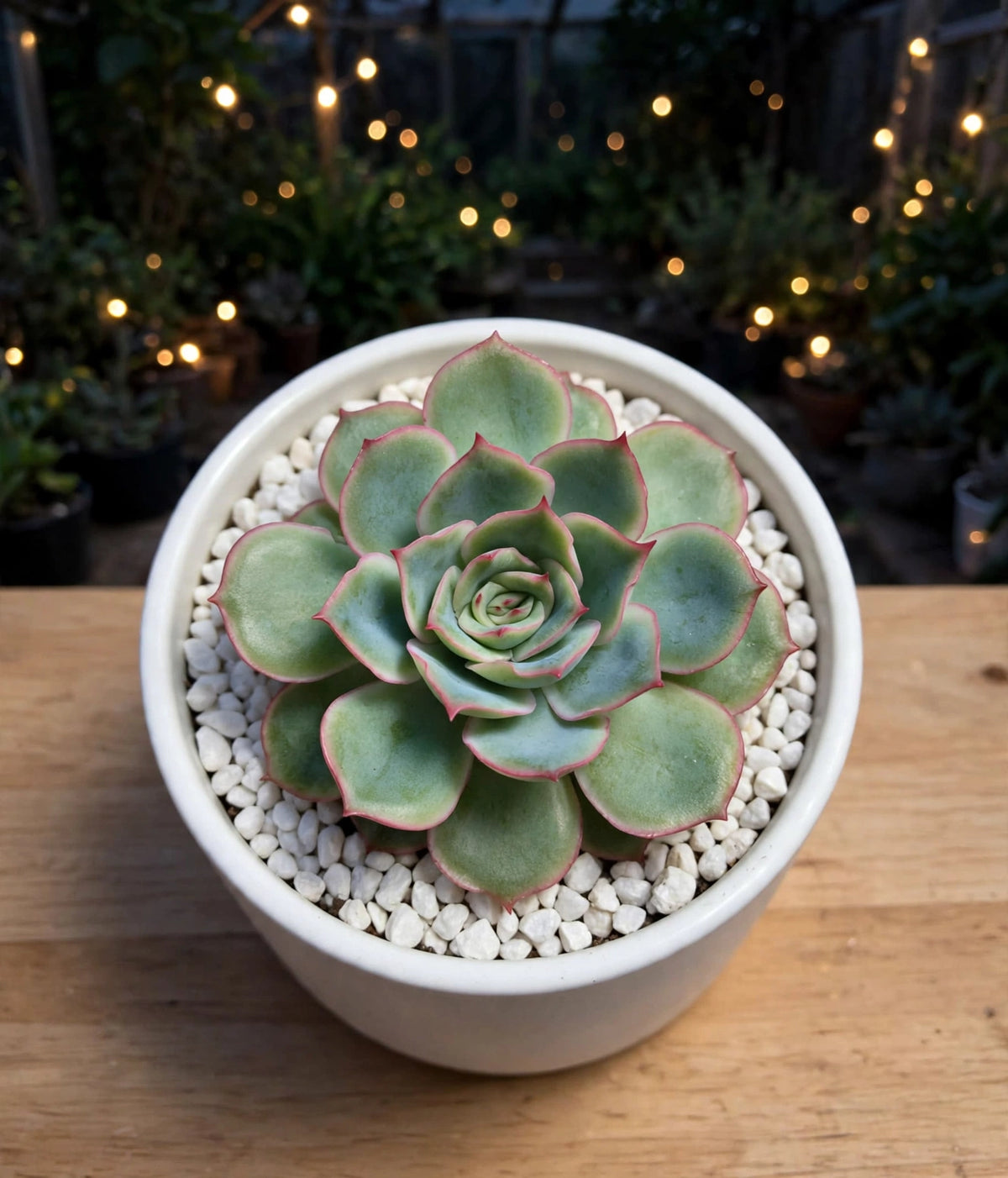 Echeveria Esther (Bare Rooted)