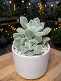 Echeveria Green Velvet (Bare Rooted)