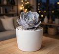 Echeveria Lilacina (Bare Rooted)