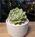 Echeveria Lotus 2 (Bare Rooted)