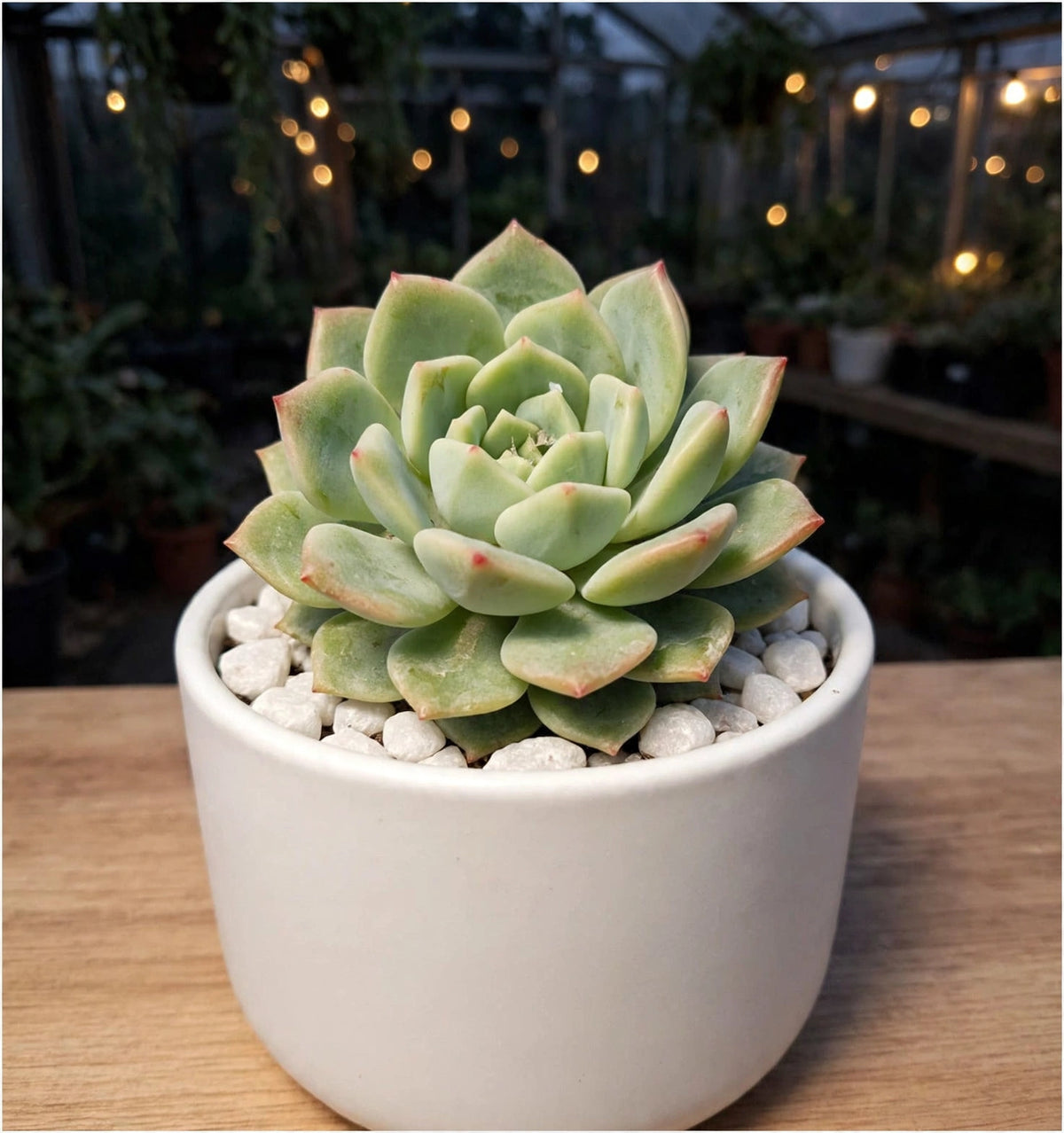 Echeveria Lotus 2 (Bare Rooted)