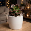 Echeveria Melaco (Bare Rooted)