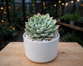 Echeveria Pansy (Bare Rooted) 139.00
