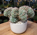 Echeveria Pink Crested (Bare Rooted)