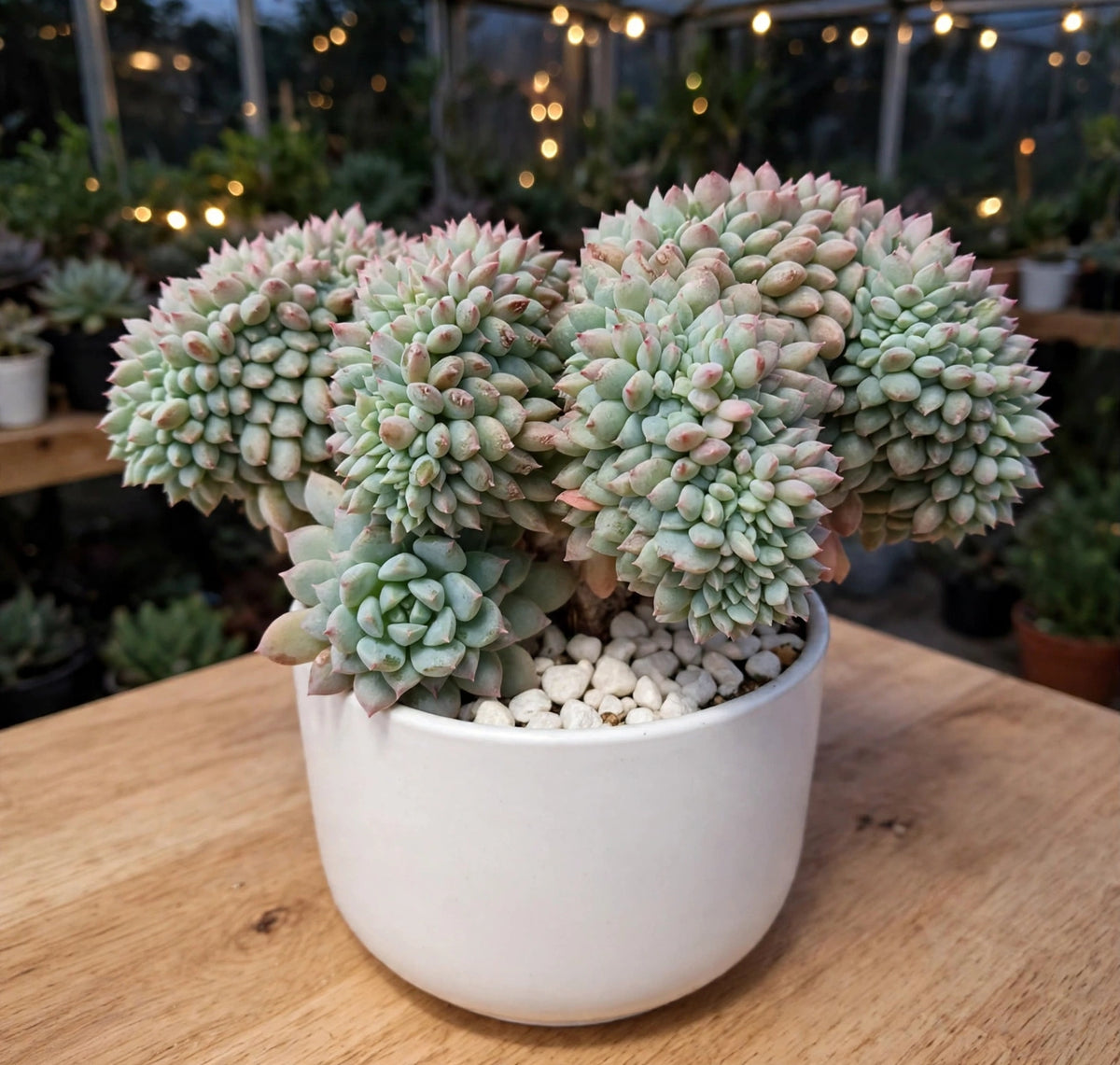 Echeveria Pink Crested (Bare Rooted)